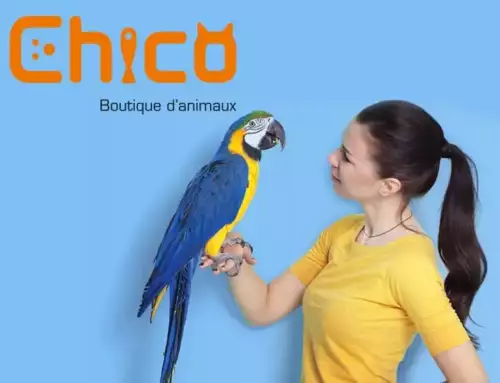 Boutique d&rsquo;animaux Chico
